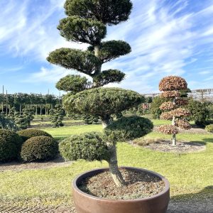 Pinus parviflora 225/250 cm Nr 90