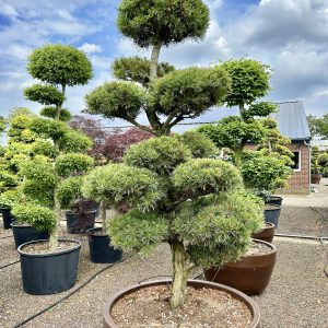 Pinus parviflora 225/250 cm Nr 85