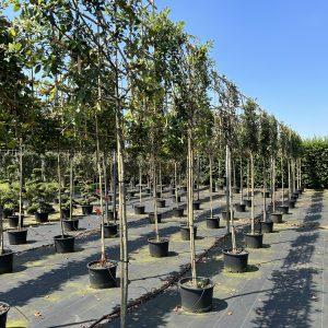 Quercus ilex in container