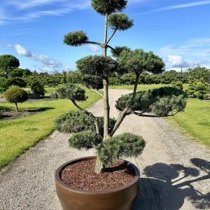 Pinus sylvestris 180/200 cm Nr 83