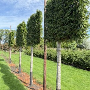 Thuja plicata Gelderland 30/35 cm
