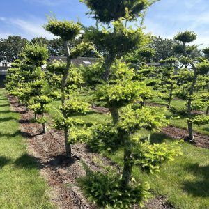 Larix kaempferii
