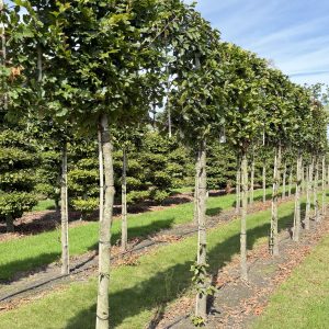 Fagus sylvatica 180 cm stam