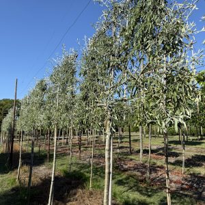 Pyrus salicifolia Pendula 180 stam