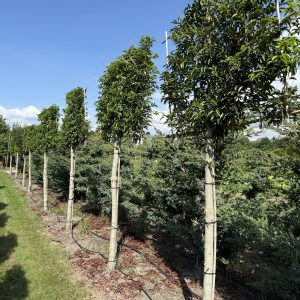 Prunus lus. Angustifolia 180 st 25/30 cm