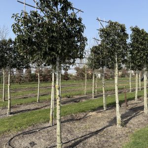 Prunus lus. Angustifolia 180 st 20/25 cm