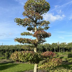 Liquidambar styr. Worplesdon 500 cm