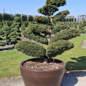 Taxus media Hicksii 175/200 cm Nr 74