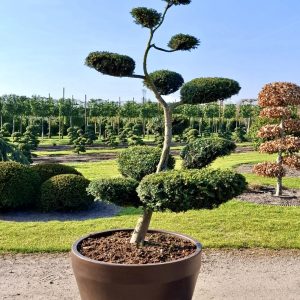 Taxus baccata 220/230 cm Nr 141