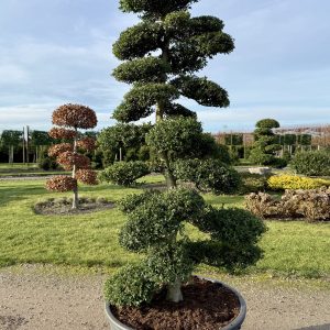 Ilex crenata Kinme 200/225 cm Nr 157