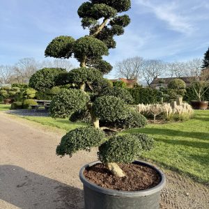 Ilex crenata Kinme 200/225 cm Nr 143