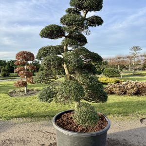 Ilex crenata Kinme 200/225 cm Nr 142