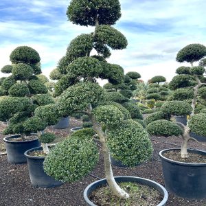 Ilex crenata Kinme 200 cm Nr 190