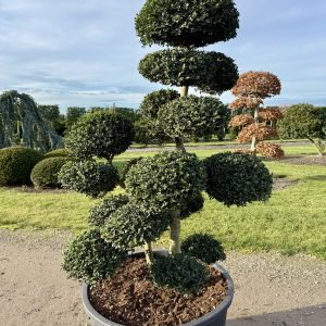 Ilex crenata Kinme 150/160 cm Nr 183