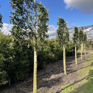 Prunus lus. Angustifolia 140/150 cm stam