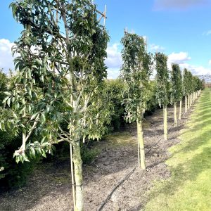 Prunus lus. Angustifolia 100 cm stam
