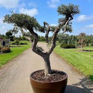 Olea europaea Bonsai Nr 48