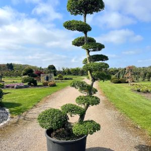 Nothofagus antarctica 250/275 cm Nr 149