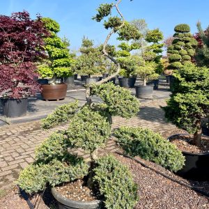 Juniperus conferta Schlager 140/160 cm
