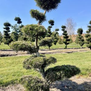 Pinus mugo Gnom 120/130 cm Nr 110