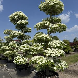 Cornus kousa 300/325 cm
