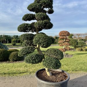 Ilex crenata Kinme 225 cm Nr 65