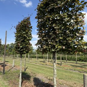 Fagus sylvatica Atrop 150x150 cm