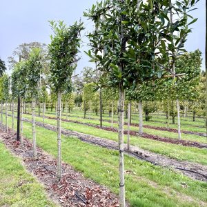 Prunus caucasica