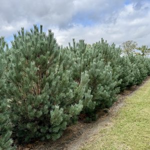 Pinus sylvestris Watereri 175/200/225 cm