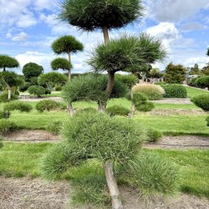 Pinus nigra 200/225 cm Nr 109
