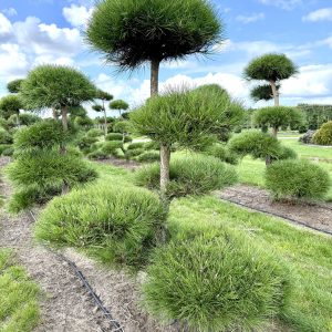 Pinus nigra 175/200 cm Nr 144