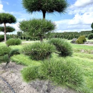 Pinus nigra 175/200 cm Nr 147