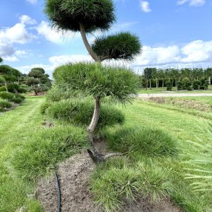 Pinus nigra 175/200 cm Nr 184