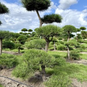 Pinus nigra 200/225 cm Nr 115