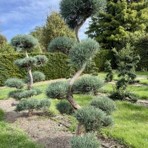 Pinus sylvestris Glauca 200/225 cm Nr 185
