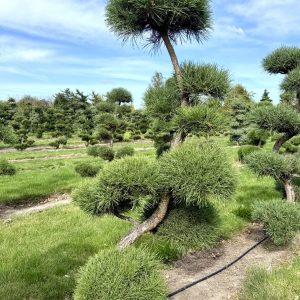 Pinus sylvestris 200/225 cm Nr 189