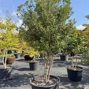 Osmanthus heterophyllus +/- 250 cm