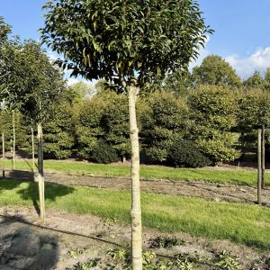 Prunus lusitanica Angustifolia Bol op stam