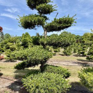 Pinus parviflora 350/400 cm Nr 11