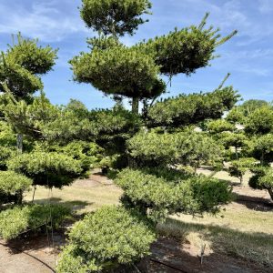 Pinus parviflora 350/400 cm Nr 18