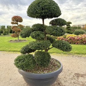 Ilex crenata Kinme 120/130 cm Nr 169