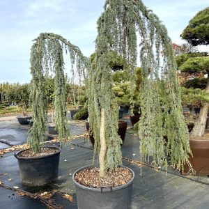 Cedrus libani Glauca Pendula