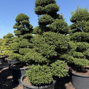 Ilex crenata Kinme 225 cm Nr 65