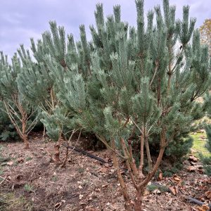 Pinus sylvestris watereri 150/175 cm