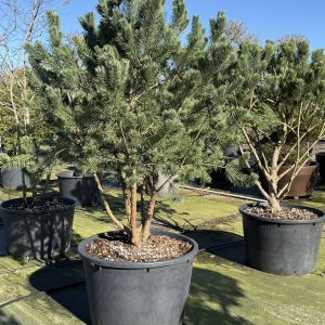 Pinus sylvestris watereri 160/180 cm