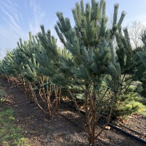 Pinus sylvestris watereri 200/225 cm