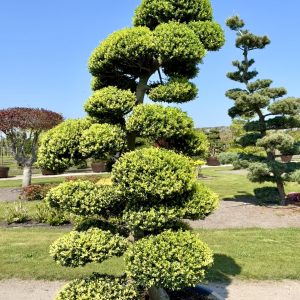 Ilex crenata Kinme 225/250 cm Nr 96