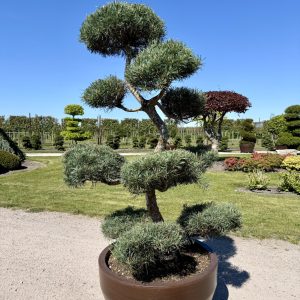 Pinus sylvestris Glauca 160/170cm Nr 188