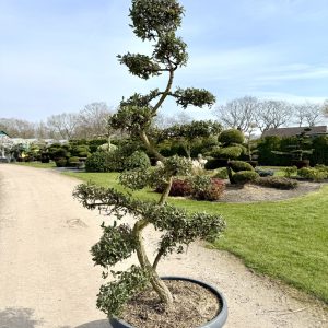 Quercus subur 220/230 cm Nr 197