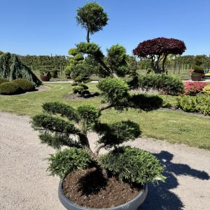 Juniperus Tamariscifolia 160/170 Nr 174